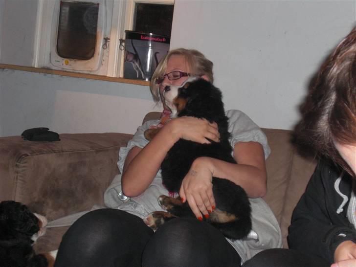 Berner sennenhund Moonsister's Dark shoes (Maggie) - Maggier syntes lige hun ville sidde på min søster :D hehe billede 3