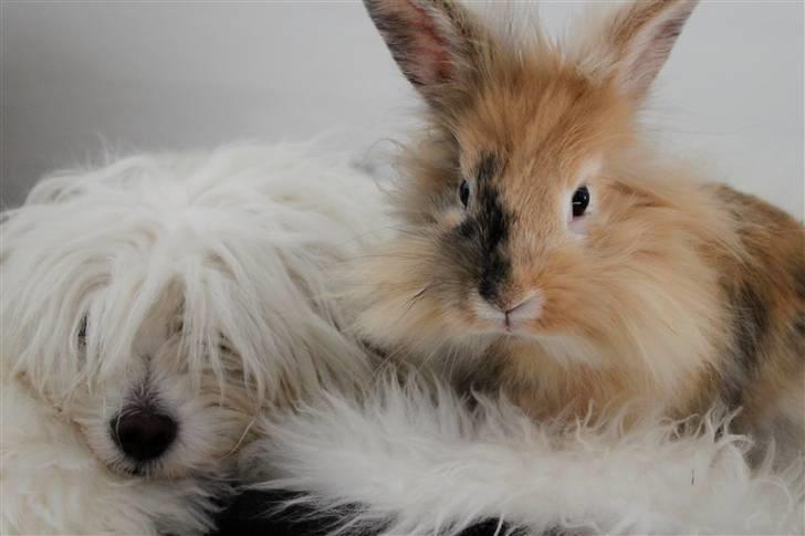 Coton de tulear Silke - #13 Silke & Eddie min kanin :o) Foto : Mig billede 13