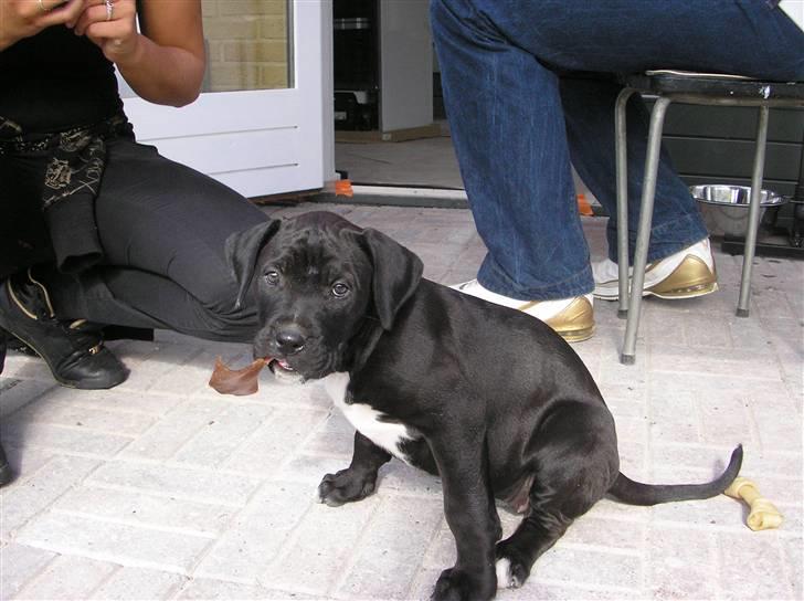 Blanding af racer Cali - Himmelhund - se mig lige hvor sød jeg er :) billede 1