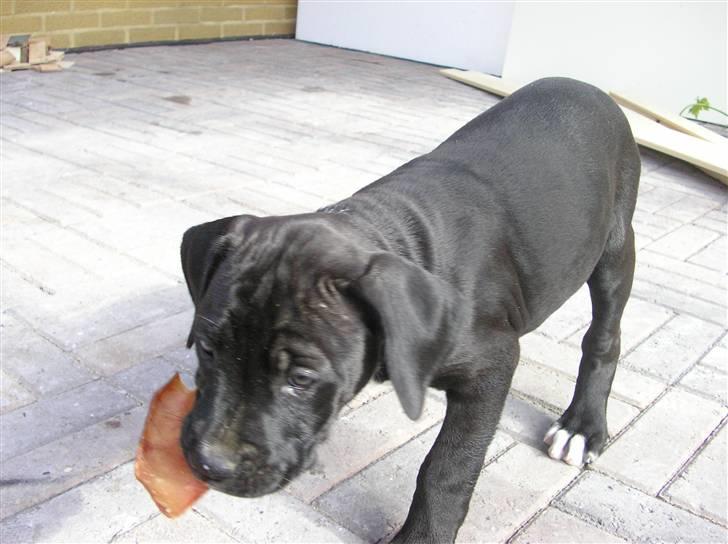 Blanding af racer Cali - Himmelhund - mit aller første grise øre :) jeg var bare så stolt billede 2