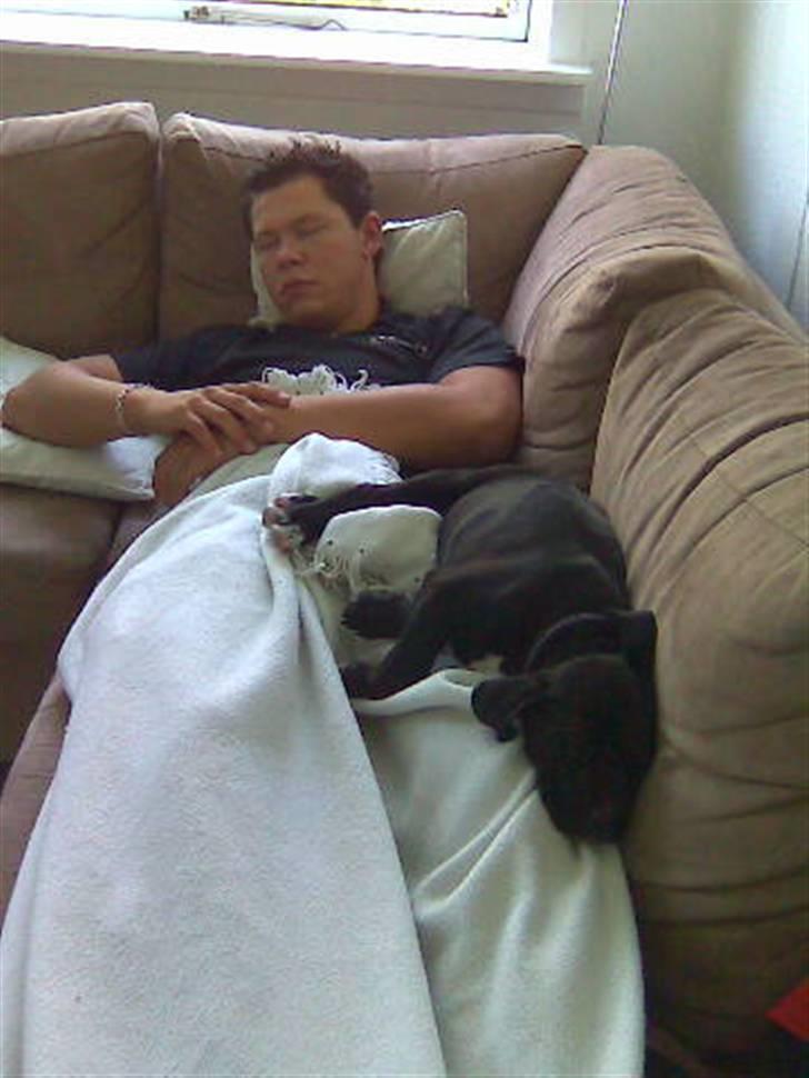 Blanding af racer Cali - Himmelhund - her sover jeg med min far <3 billede 3