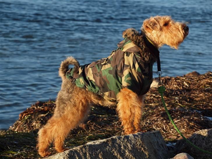 Welsh terrier Sváva's Fafner - William - William nu 18 mdr gammel og med en tur på stranden billede 9