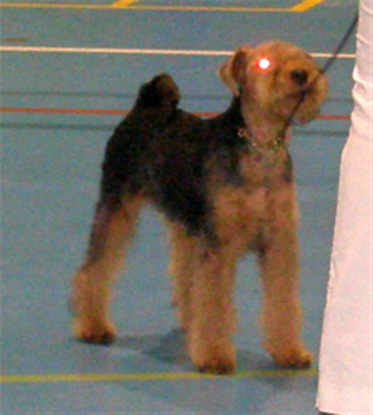 Welsh terrier Sváva's Fafner - William - på juleskuet kreds 10 billede 10