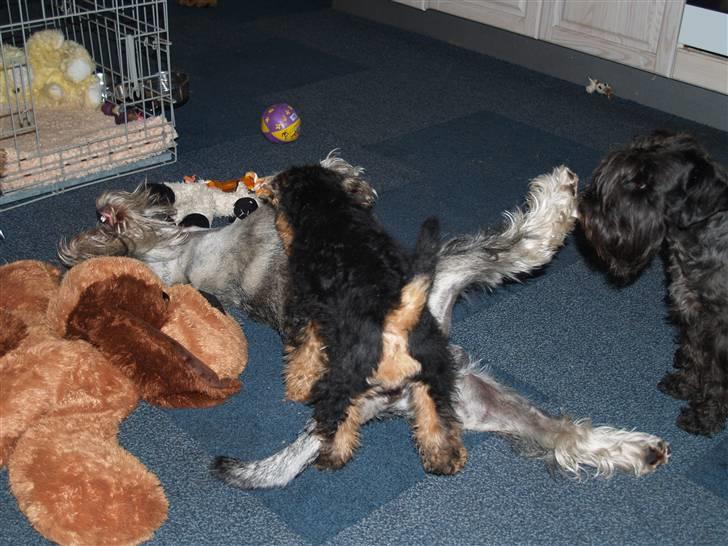 Welsh terrier Sváva's Fafner - William - Selvom man er lille kan man godt være fræk billede 15