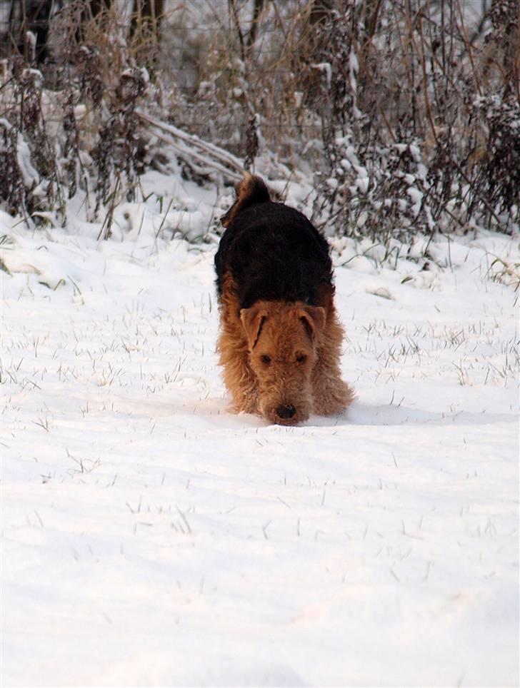 Welsh terrier Sváva's Fafner - William - william 2010 billede 7