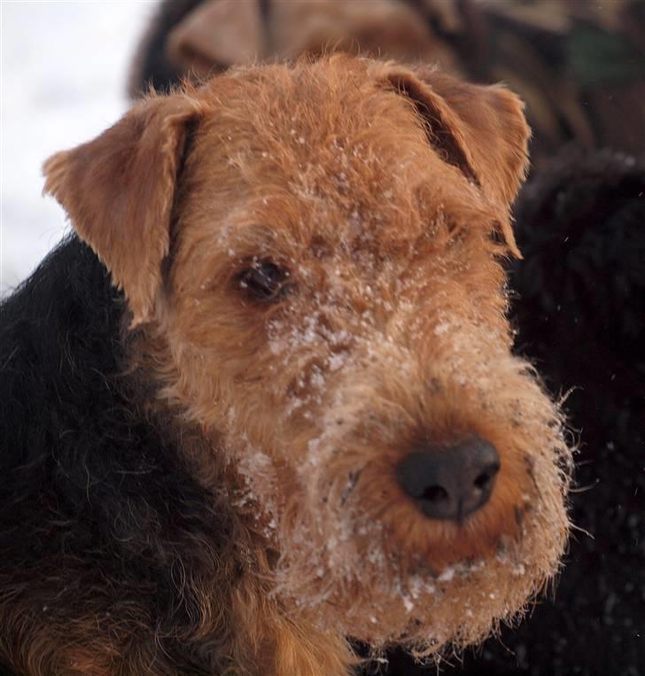 Welsh terrier Sváva's Fafner - William - 2 år billede 8