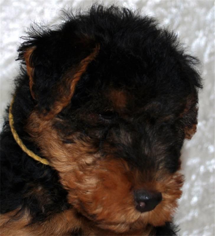 Welsh terrier Sváva's Fafner - William - 8 uger gammel portræt billede billede 16