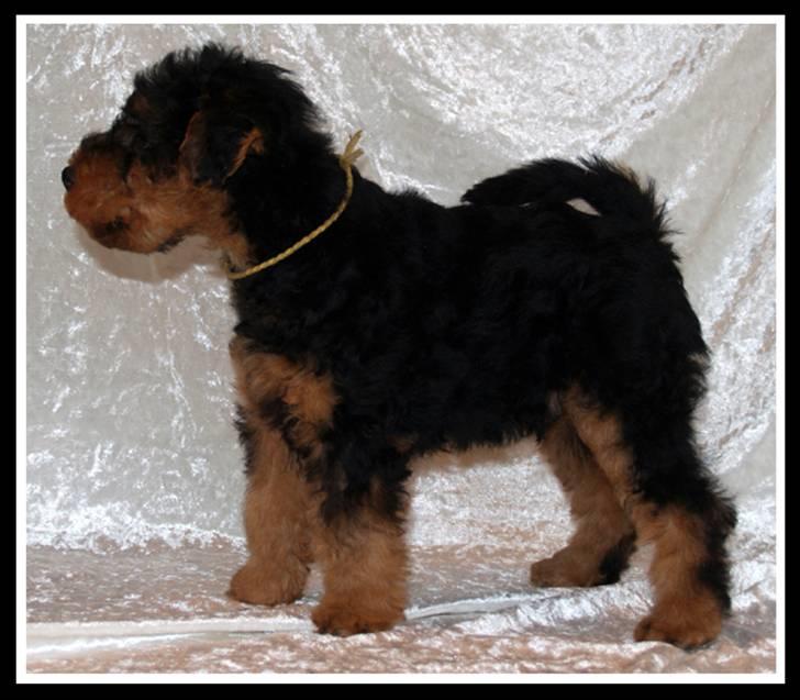 Welsh terrier Sváva's Fafner - William - 8 uger gammel stå billede billede 17