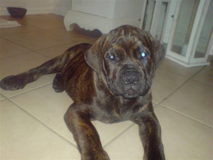 Blanding af racer R.I.P 20/4-2012(Bullmastiff) Gonzo  - Første dag i hans nye hjem:-) billede 1