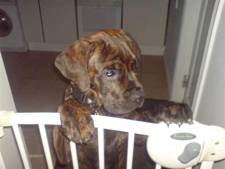 Blanding af racer R.I.P 20/4-2012(Bullmastiff) Gonzo  - Far jeg vil altså ikk putte´s nu..... billede 2