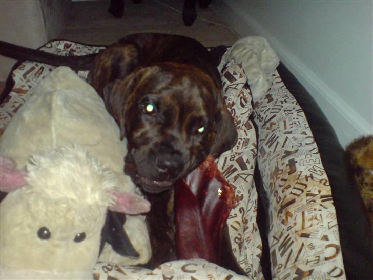 Blanding af racer R.I.P 20/4-2012(Bullmastiff) Gonzo  - Lige igang med okseøre... billede 3