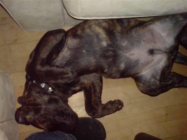Blanding af racer R.I.P 20/4-2012(Bullmastiff) Gonzo  - Får lige en morfar........ billede 4
