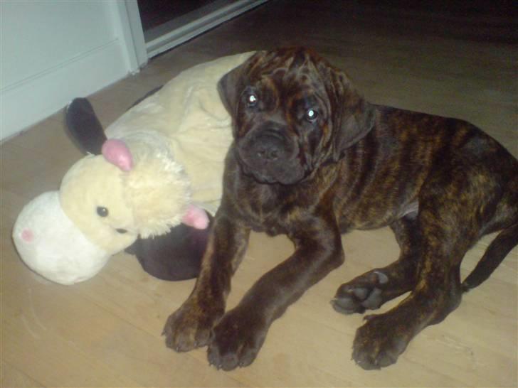 Blanding af racer R.I.P 20/4-2012(Bullmastiff) Gonzo  - Min bedste sove kammerat....   ;-) billede 5