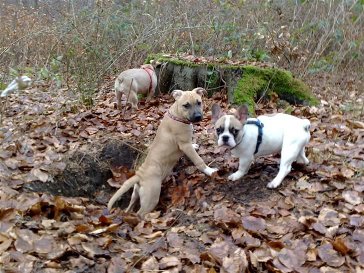 Amerikansk staffordshire terrier *UniQue* <3 Himmelhund <3 - Fransk Bulldog Wilma i baggrunden, UniQue & den fransk bulldog Emil, d 28/11-08 i Næstved hundeskov billede 15