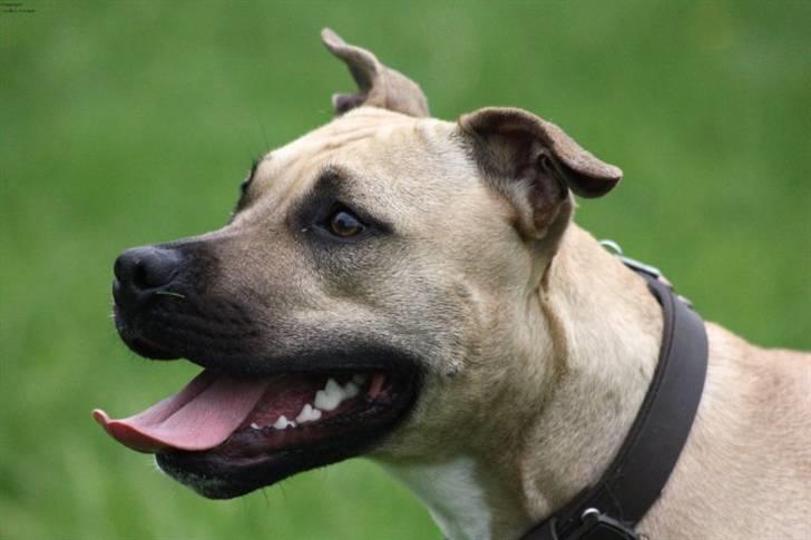 Amerikansk staffordshire terrier *UniQue* <3 Himmelhund <3 - True Staff´s Roll Royce, aka UniQue billede 16