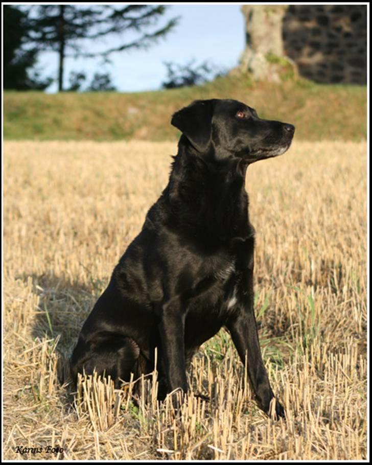 Blanding af racer Balder Himmelhund billede 14