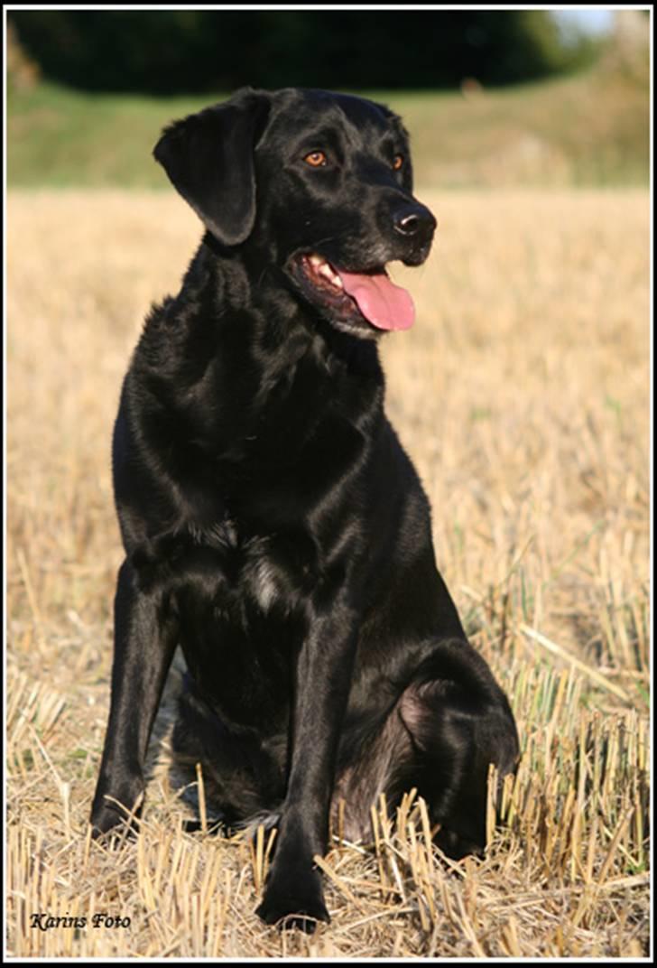 Blanding af racer Balder Himmelhund billede 15