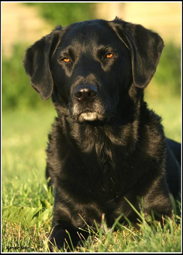 Blanding af racer Balder Himmelhund billede 16