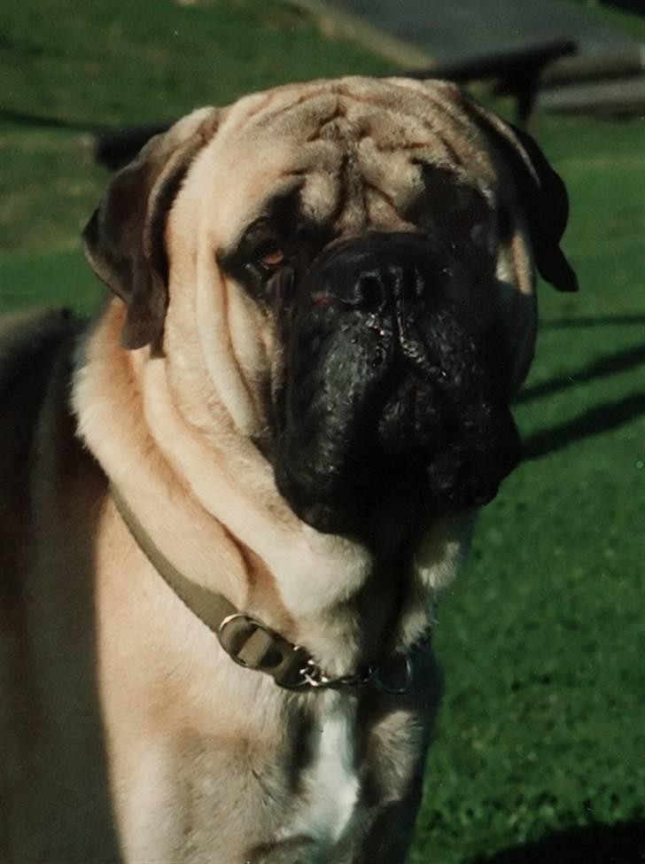 Bullmastiff Gorm billede 1