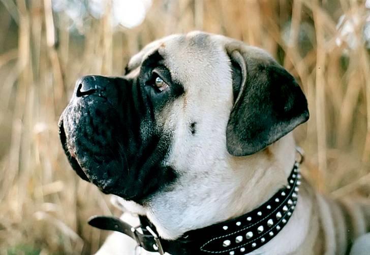 Bullmastiff Gorm billede 3