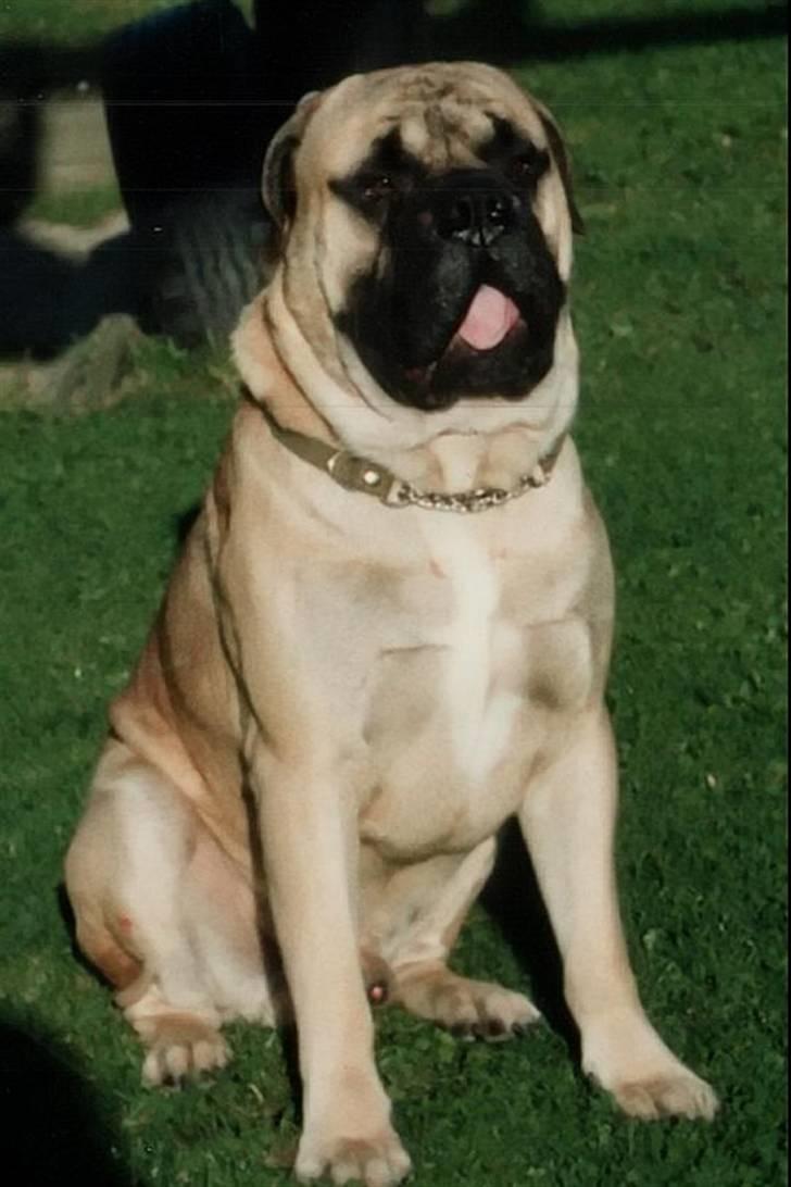 Bullmastiff Gorm billede 4