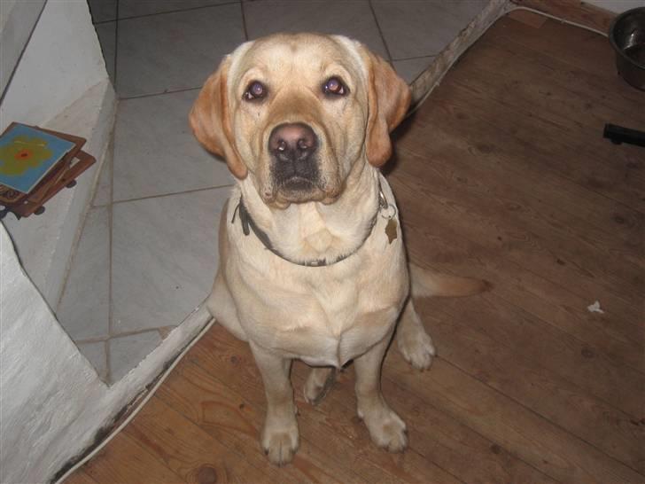 Labrador retriever Balu - Jaa.. jeg kan godt sidde pænt... billede 11
