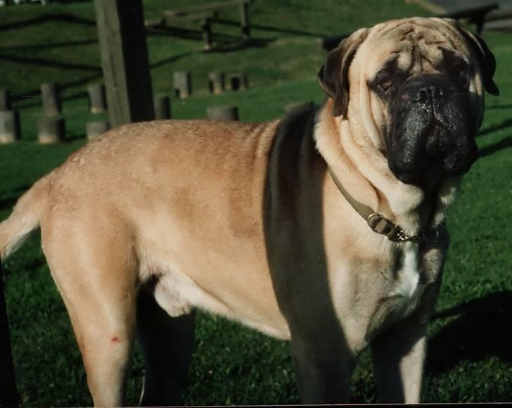 Bullmastiff Gorm billede 6