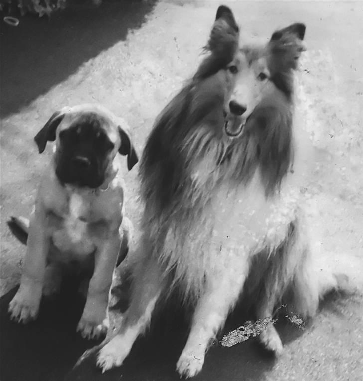 Bullmastiff Gorm billede 8