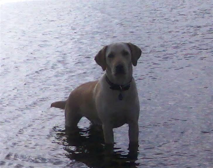 Labrador retriever Clara - Clara er ikke til at drive op af vandet, når hun er kommet i billede 2