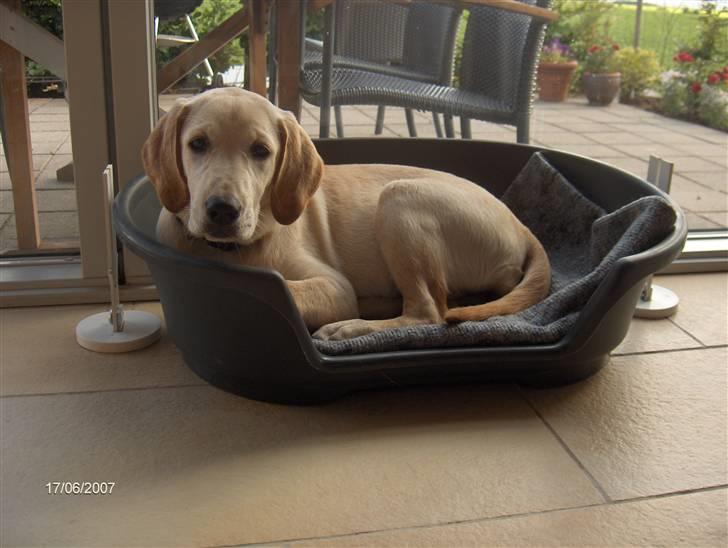 Labrador retriever Clara - Clara 4 måneder. Vi har lige fået hende billede 3