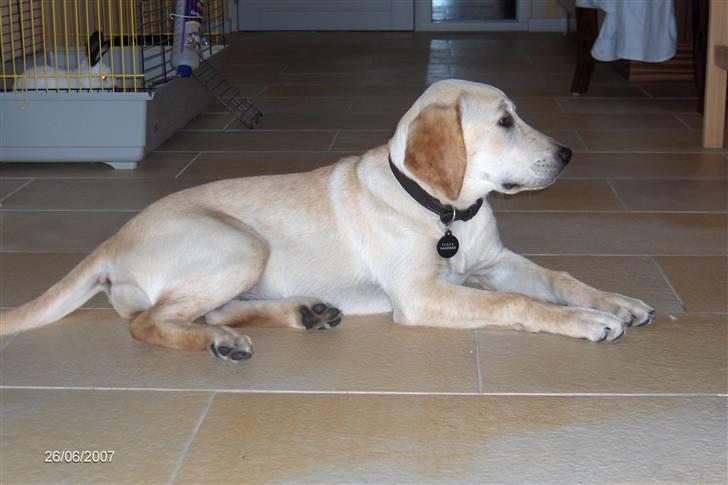 Labrador retriever Clara - Clara ca. 6 måneder.  billede 4
