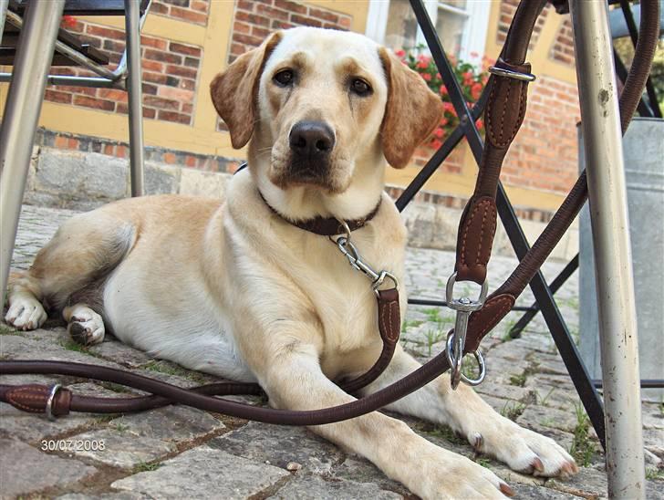 Labrador retriever Clara - Clara med på ferie i Tyskland. er på cafë i Wolfsburg billede 5