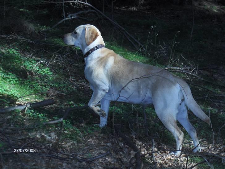 Labrador retriever Clara - Clara på luftetur i Harzens skove. Juli 2007 billede 6