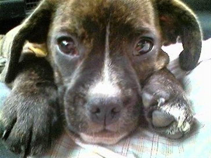 Blanding af racer Chico - det kærlige blik :) billede 6