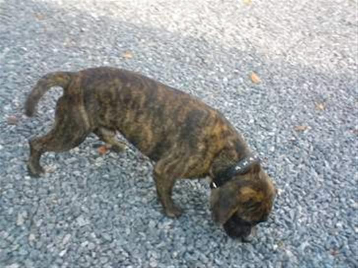 Blanding af racer Chico - snuse snuse snuse (her kan man se mine flotte farver. billede 7