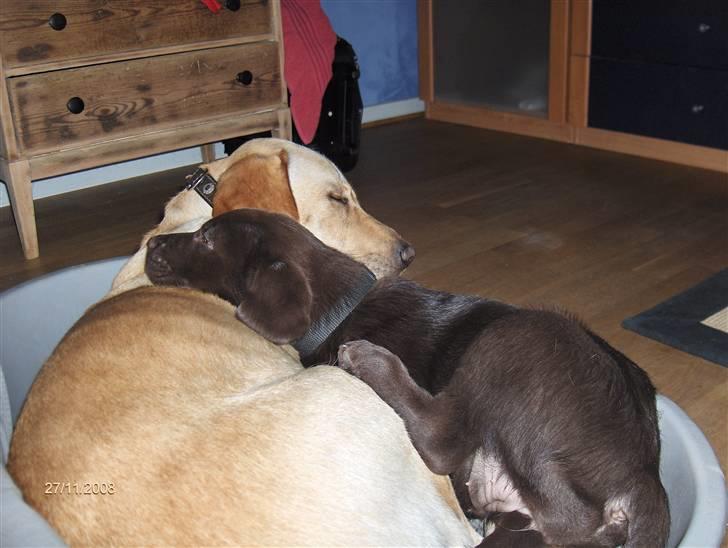 Labrador retriever Clara - Der er lige plads til "lillesøster" Caya på 10 uger billede 7