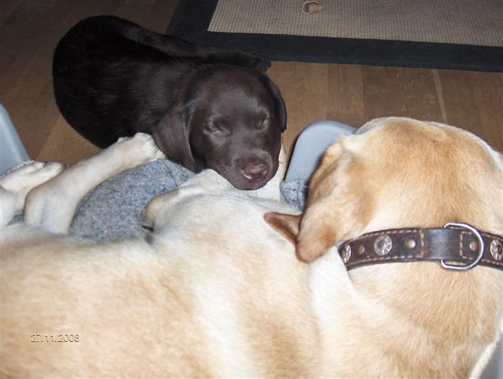 Labrador retriever Clara - Clara er tålmodig, sjov og rigtig "storesøster". billede 8