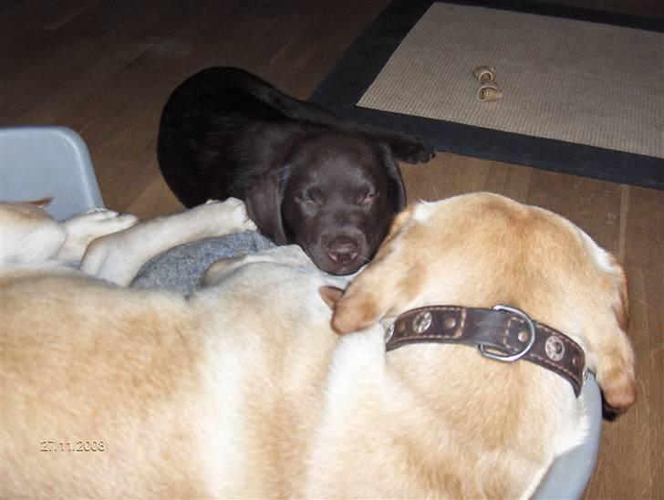 Labrador retriever Clara - Charming, hvis man bare lige må få lov... billede 9