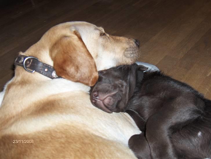 Labrador retriever Clara - Tryghed.  billede 10