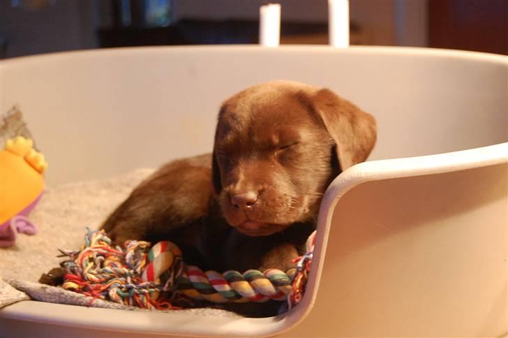 Labrador retriever Caya - Caya 8 uger - velkommen i familien billede 1