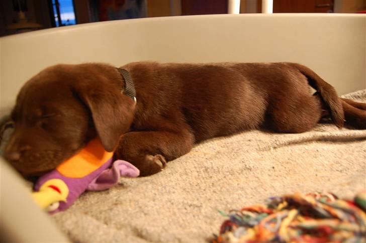 Labrador retriever Caya - SÅÅÅÅ træt billede 2