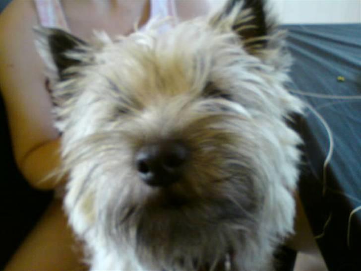Cairn terrier sille billede 8