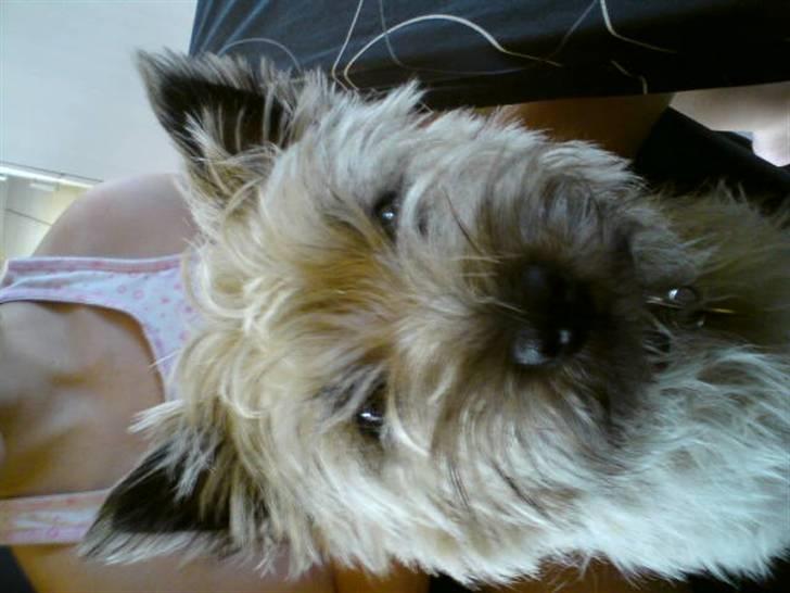 Cairn terrier sille billede 9