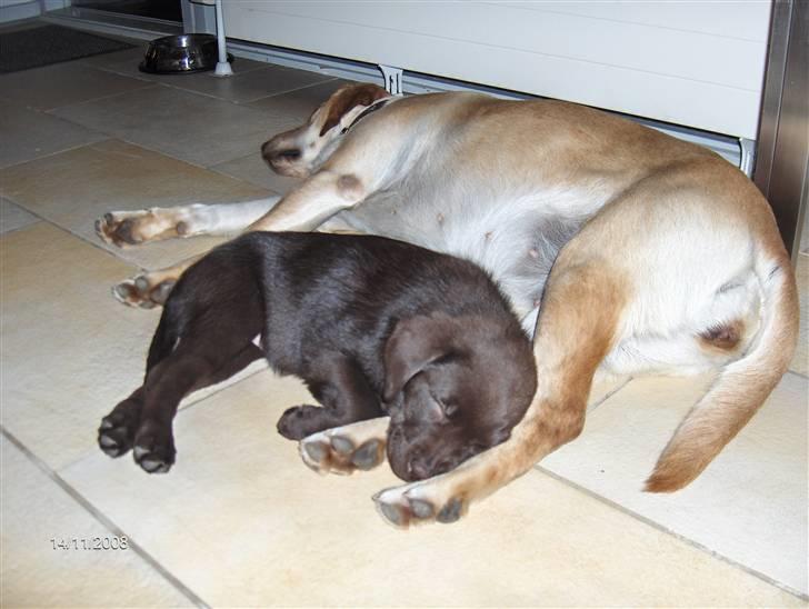 Labrador retriever Caya - Caya med "storesøster" Clara billede 4