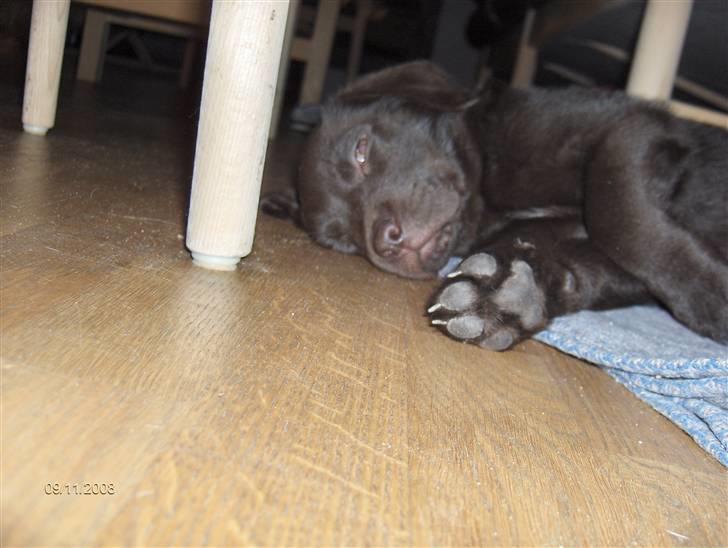 Labrador retriever Caya billede 5