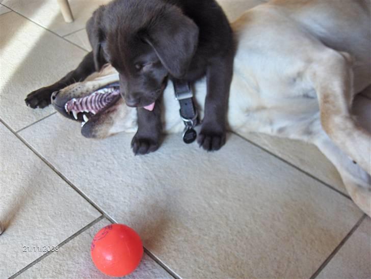 Labrador retriever Caya - Hold da op - nu kan jeg næsten klare hende billede 6