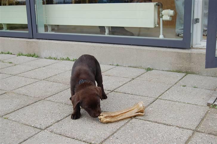 Labrador retriever Caya - - Jo mere gennemtygget - jo bedre. billede 7