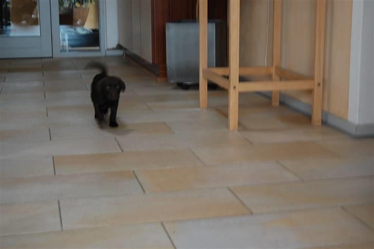 Labrador retriever Caya - Man fylder ikke meget i "landskabet"! billede 8