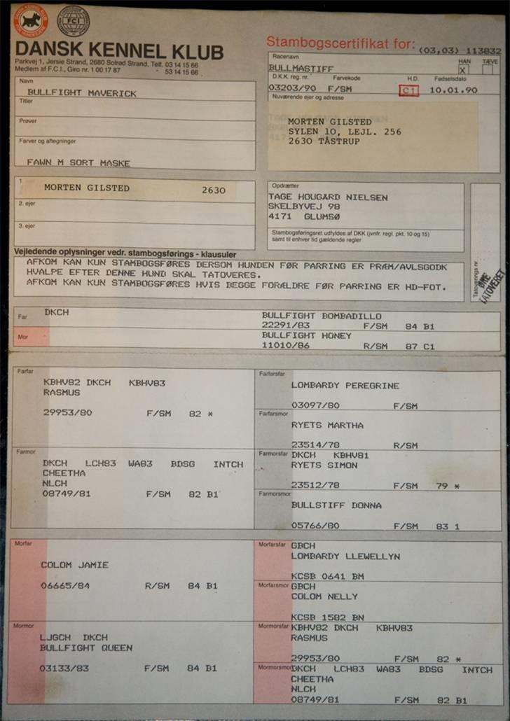 Bullmastiff Gorm billede 9