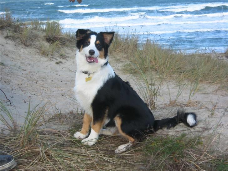 Australian shepherd Cassie billede 17